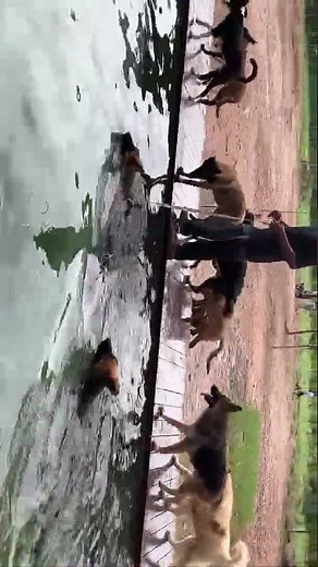 DOGY - Doggy Swimming Skill Training 008