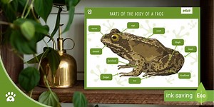 Parts of the Body of a Frog - Display Poster