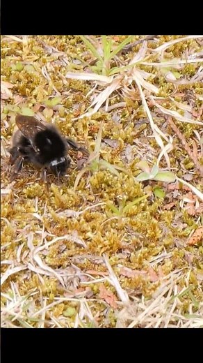 春先のマルハナバチの仲間