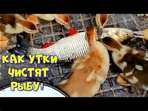 Écailler facilement un poisson