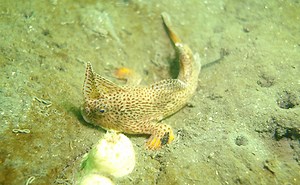 Spotted Handfish: walking towards recovery