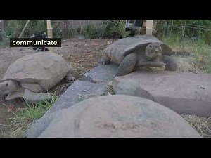 Pet Desert Tortoises: Habitat and Feeding