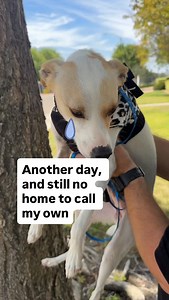 Ariana has been down in the dumps lately 🥺 She’s usually such a happy gal! But she feels like no one wants her. 😭 This snuggle bug is doing great with her “sit” command and leash walking and has the perfect mix of playful and laid-back. 💕Interested in Ariana? Send us a DM! 📍Lake Elsinore, CA @animalfriendsofthevalleys foster | Lucky Chi Dog Rescue