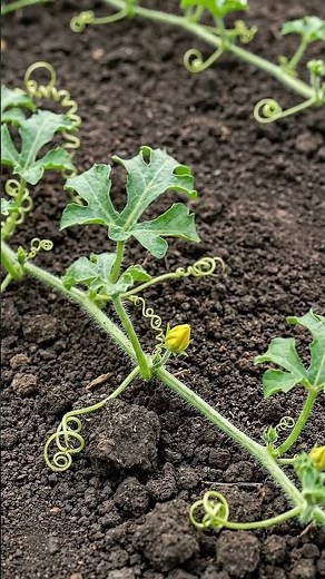 The Most Satisfying Watermelon Growth Time-Lapse! 🌱➡️