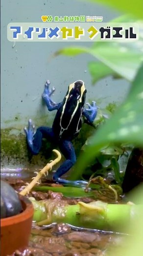 【東山動植物園公式】アイゾメヤドクガエル《 アイゾメヤドクガエル ヤドクガエル カエル 両生類 》