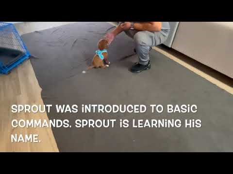 Sprout Training Progress Commands SD 480p