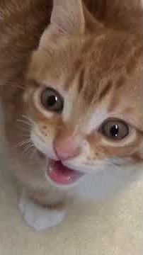 Cute Cats and Kittens Meowing Compilation #shorts
