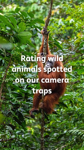 The amazing animals found in the Sumatran rainforest never cease to amaze us! 🤩 By protecting orangutans, you can protect all of these amazing species. The camera trap photos were taken on some of the restoration sites managed by our incredible frontline partners Orangutan Information Centre – returning life to barren landscapes! The canopy bridges were constructed in partnership with TaHuKah – providing a lifeline across roads and fragmented forests for Sumatra's primates. | Sumatran Orangutan