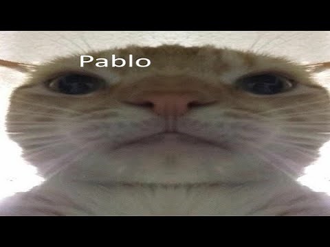 Pablo meme (with cat)