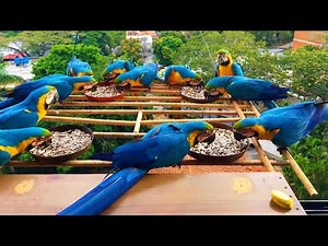 Wild Blue Gold Macaws Enjoy Breakfast Together