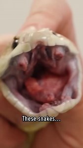 113K views · 971 reactions | Getting up close with the most dangerous snake venom! #dangerouscreatures #snakevenom #wildencounters #bravewilderness | Brave Wilderness | Facebook