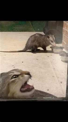 Random Images I Have In My Computer Pt.125
