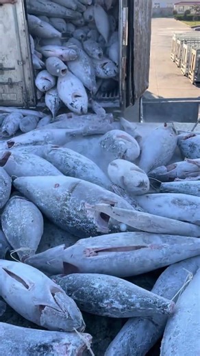 Genius Frozen Tuna Unloading Trick Saves Hours