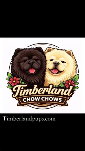 #viralvideos #foryoupage #everyone #puppies #chowchowpuppy | puppies of TikTok