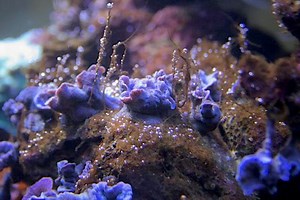 Is This the Dinoflagellate Treatment We’ve all been Hoping for? | Reef Builders | The Reef and Saltwater Aquarium Blog