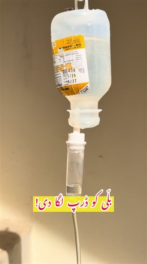 Understanding Fluid Therapy for Cats