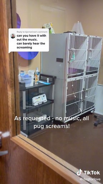 Reply to @bjornarinaz #pug #pugscreaming #rescuedogs