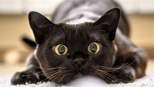 Why Cats May Bite When You Pet Them: Explained