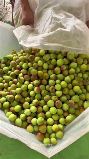 Rapid Bulk Unloading of Fresh Plums for Processing