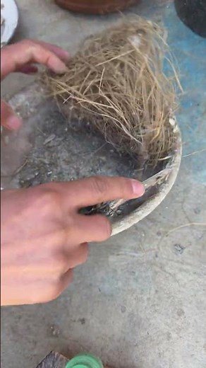 pigeon forg haed #pigeon #الحمام