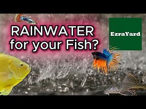 What Really Happens When Fish Live in Rainwater