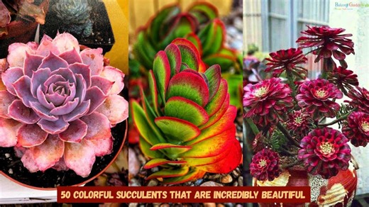 These 50 succulents will add color and life to your home