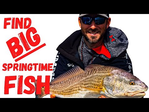 Tips on How to Catch Trout and Redfish 4 - Finding Bait (Shad)