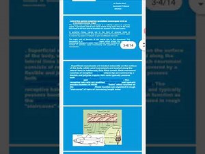 Lateral line system in fish