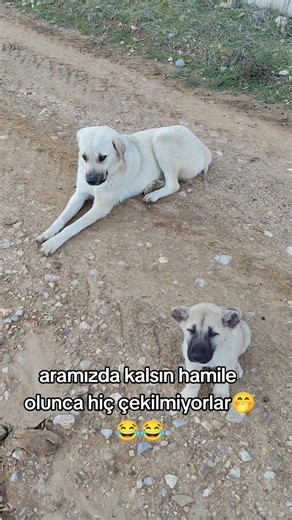 Kıskanç Tombik Kılıç ve Hamilelik Süreci