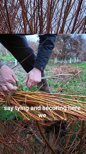 Tying Willow with Willow: A Traditional Natural Technique for Garden Crafts