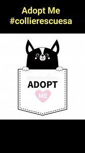 1.1K views · 16 reactions | Meet our pawsome collies and collie crosses looking for their furever home. Contact us to adopt #collierescuesa #adoptme | Border Collie Rescue SA | Facebook