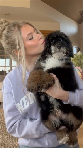 Kimberlee's Kennels | The sweetest pups’ around 🐾 • • • Lola and Draco’s litter of miniature F1b bernedoodles are extra affectionate and family friendly. This... | Instagram