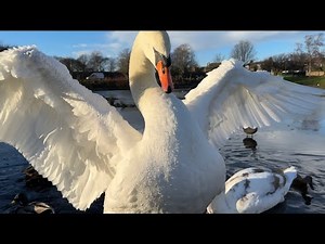 How a mute swan cob says hello