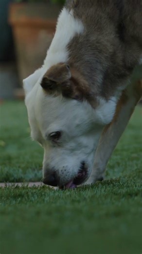 Bob Odenkirk + Olive - drops tomorrow!