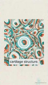 Does Glucosamine ACTUALLY Rebuild Cartilage? The Clinical Truth 🧪 #jointpain