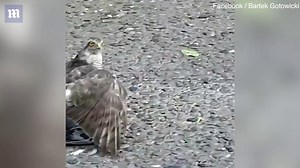 Sparrowhawk pins down a pigeon on a road and they both get run over