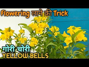 Yellow bells गोरी चोरी / Flowering tricks and plant care