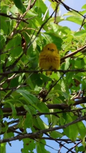 A bright Yellow Warbler putting on a vocal performance from its perch. 💛🎶