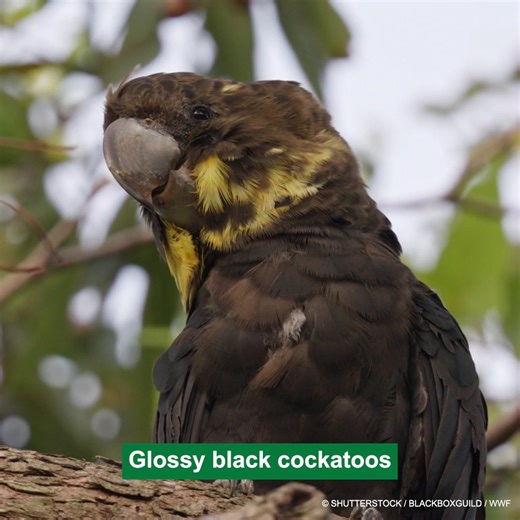 🌿🌟 Meet the glossy black cockatoo: one of our smallest and rarest black cockatoos! Watch the video to find out more about their lives and how you can help make a difference. 💚 Together, we can save their homes and help them thrive in the wild! 🌳 See more: https://discover.wwf.org.au/savetheirhomes | WWF-Australia