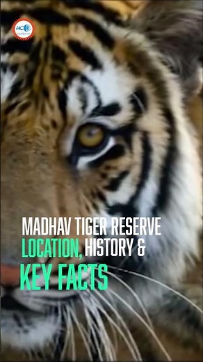 🐅 Madhav Tiger Reserve: India’s 58th Tiger Reserve & Its Conservation Legacy