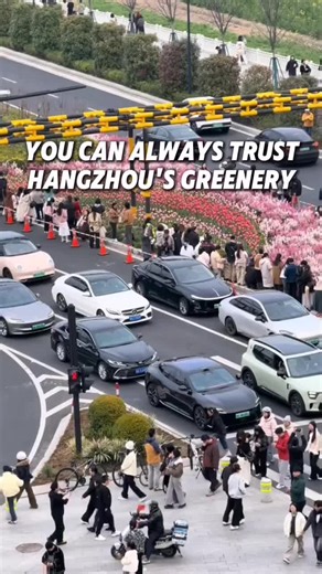 Tulips blossom, not in a garden, but along a road in Hangzhou. Beautiful scenery captivates many passersby, prompting them to take photos.#hangzhou #zhejiang #tulips #spring #urbanlandscape #flowers #scenery