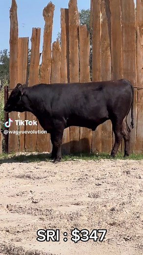 This bull is #3 in the U.S for EBVs. With an impressive SRI : $347. Join us at the #elitesale23 with #wagyu365 #wagyuevolution #wagyugenetics #wagyucattle #moracecattleco #moracecattlecompany