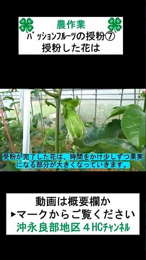 【農作業】パッションフルーツの人工授粉作業⑦