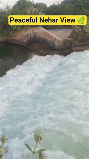 Morning View of Canal Near My Home | Nature & Water Flow