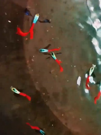 RTP Guppy Fish Food: Enhance Your Aquarium Experience