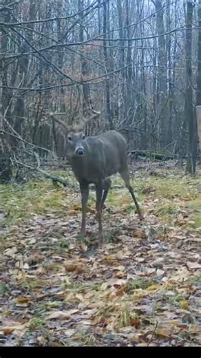 Big Buck Cruising the Rut and Returning to Work a Scrape! Peak Rut Whitetail Action #shorts #deer