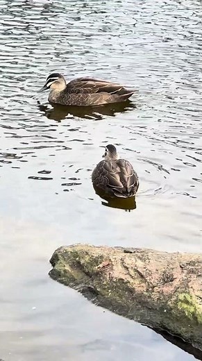 🌿Pacific Black Duck (PBD) Peaceful Moments of the Grey Duck in Nature #sorts