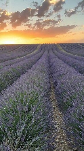 Lavender Fields at Sunset in Valensole, Provence