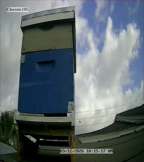 March 12th. been seeing scout bees looking for home for a swarm soon