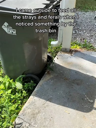 OK hear me out.....but the spicy babies....turn in#rescue #rescueanimals #rescuedogsoftiktok #rescuecats #rescuepuppy #rescuecatsoftiktok #rescuelife #rescues #rescuebird #rescuepup #rescueanimal #rescueanimalslife #rescueanimalstufftray #rescueanimalsrockbrooklyn #rescueanimalsnotbuy #rescueanimalsai #rescueanimals❤️ #rescueanimalsus #rescueanimalsarewonderdul